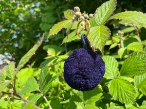 Navy Single Pom Keyring