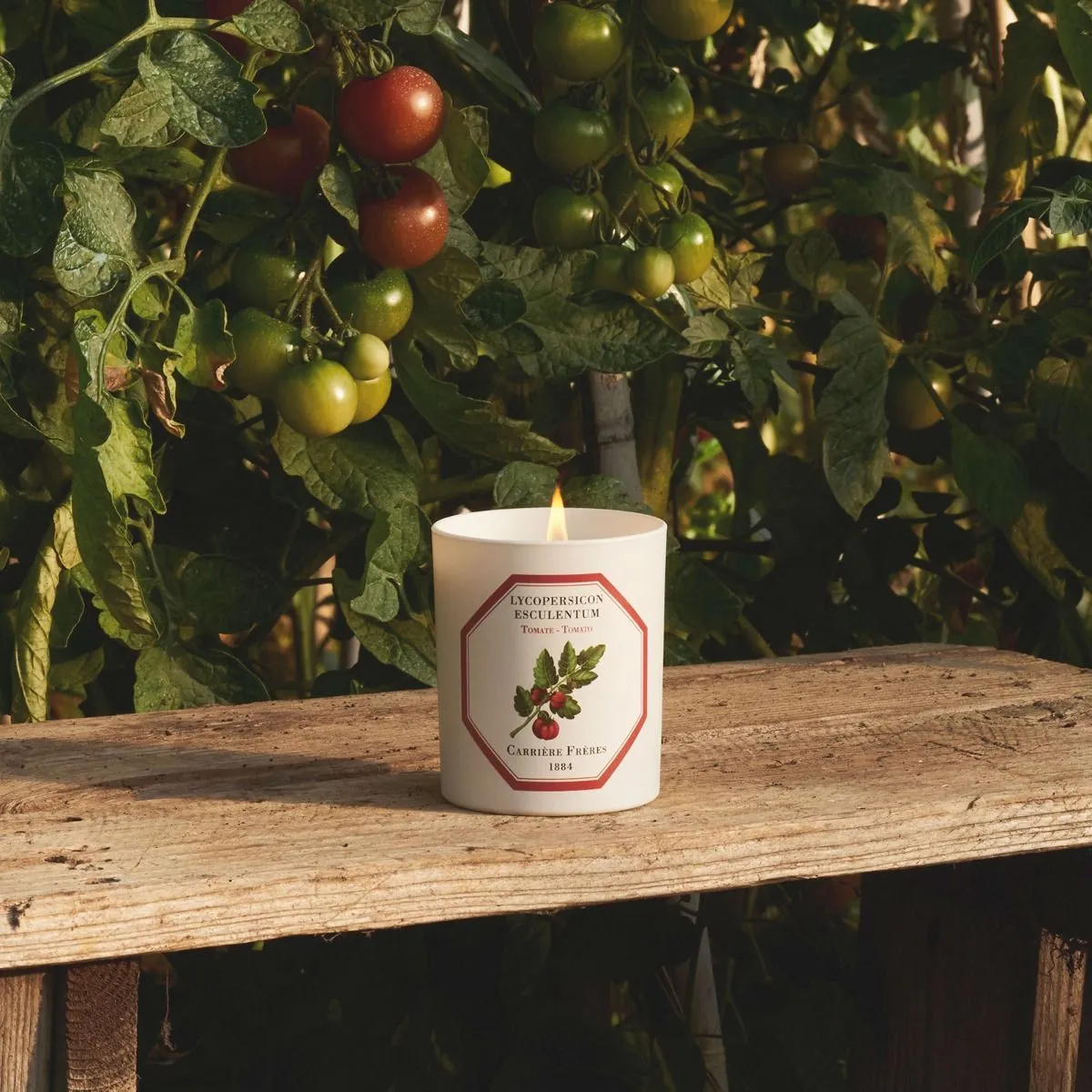 Scented Candle in Tomato
